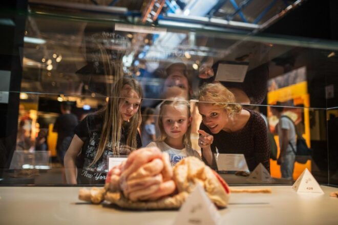 Heidelberg: BODY WORLDS Museum Entrance Ticket - Common Questions