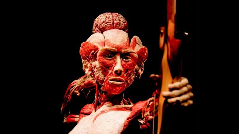 Heidelberg: BODY WORLDS Museum Entry Ticket - FAQs