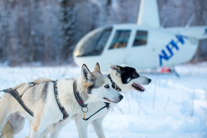 Helicopter Glacier Dogsled Tour Lower Glacier Landing - ANCHORAGE AREA - Traveler Reviews