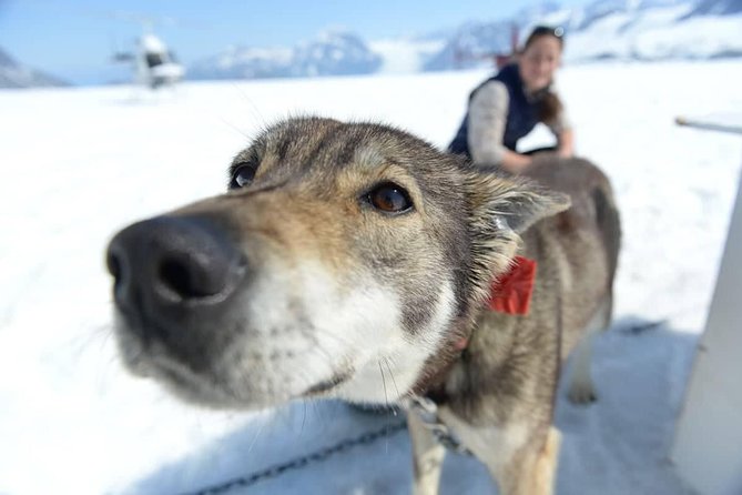 Helicopter Glacier Dogsled Tour Lower Glacier Landing - ANCHORAGE AREA - Viator Information
