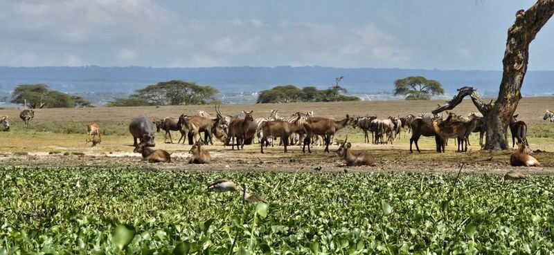 Hells Gate Cycling & Naivasha Boat Ride Private Day Tour - Is $149.50 good value?
