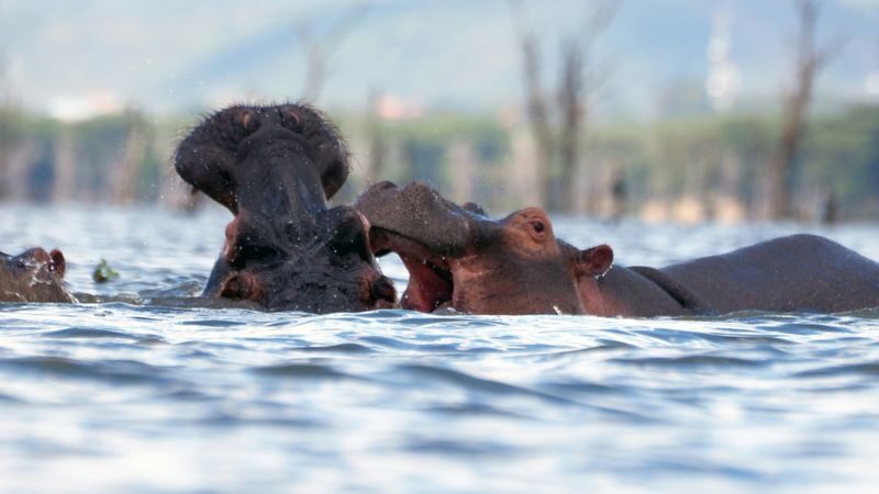 Hells Gate Cycling & Naivasha Boat Ride Private Day Tour - Booking questions worth asking