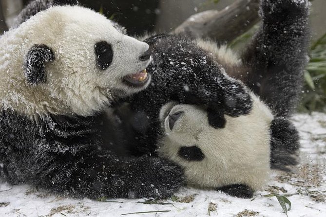 Hello, Chengdu! - Top Culinary Delights in Chengdu
