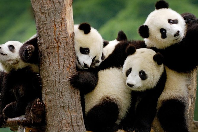 Hello, Chengdu! - Frequently Asked Questions