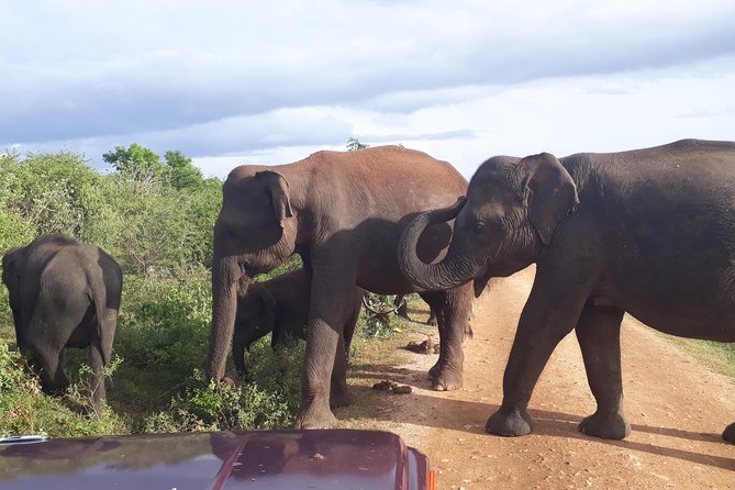 Hello. One Day Udawalawe National Park Elephant Safari. - Questions and Help
