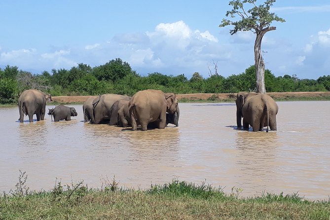 Hello. One Day Udawalawe National Park Elephant Safari. - Pricing