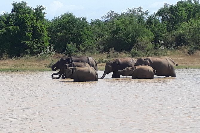Hello. One Day Udawalawe National Park Elephant Safari. - Common Questions