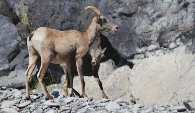 Hells Canyon: Yellow Jet Boat Tour to Kirkwood, Snake River - Inclusions