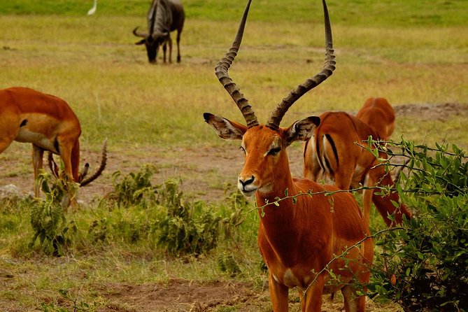 Hells Gate National Park With Optional Bike Ride Tour Naivasha - Booking Information and Availability