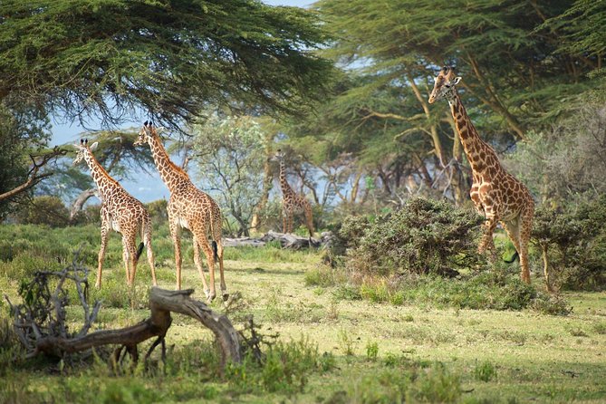 Hells Gate National Park With Optional Bike Ride Tour Naivasha - Cancellation Policy and Booking Process