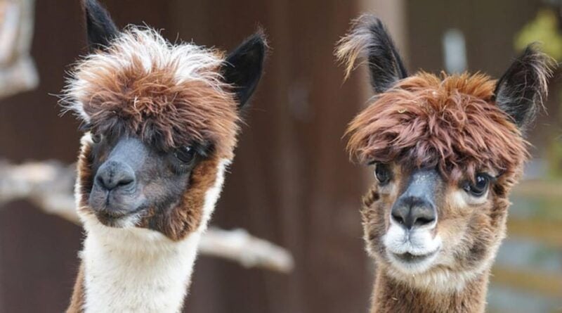 Helsinki: Alpaca Farm Tour with Guided Walk (private) - Introduction