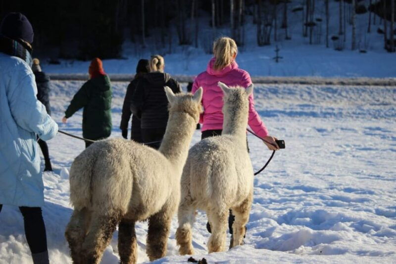 Helsinki: Alpaca Farm Tour with Guided Walk (private) - The Itinerary in Detail