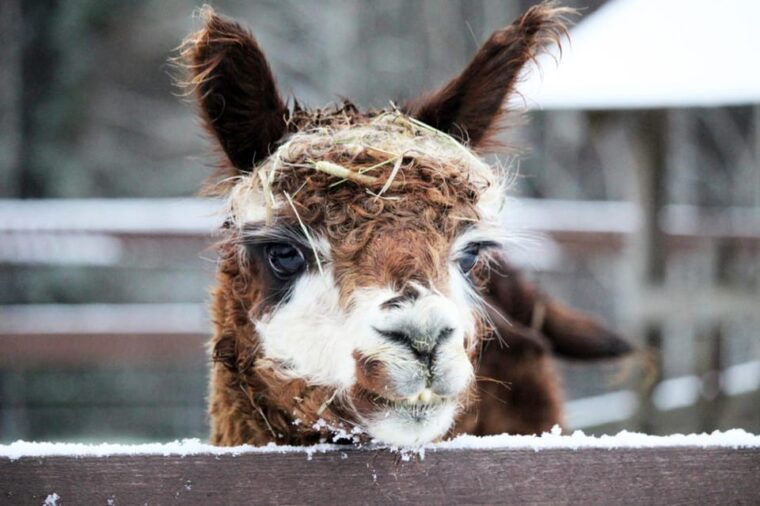 Helsinki: Alpaca Farm Tour with Guided Walk (private) - What’s Included and What to Expect