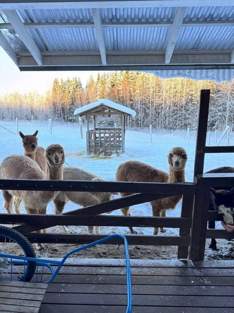 Helsinki: Alpaca Farm Tour with Guided Walk (private) - The Experience Provider
