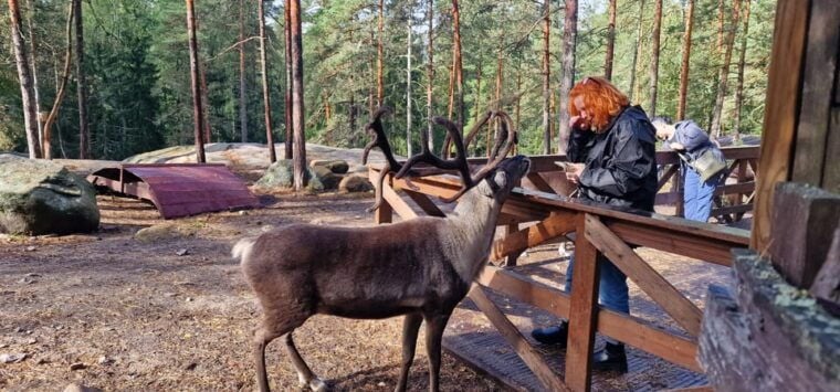 Helsinki Highlights+Nuuksio Buggy Ride+Reindeer farm visit - Seamless Comfort and Personalized Service
