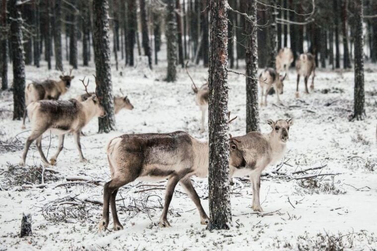 Helsinki Highlights+Nuuksio Buggy Ride+Reindeer farm visit - Is This Tour for You?
