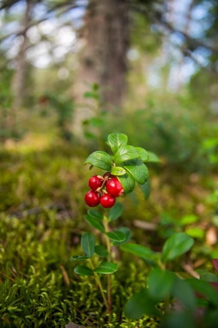 Helsinki: Nuuksio National park hiking with campfire lunch - Who Will Love This Experience?