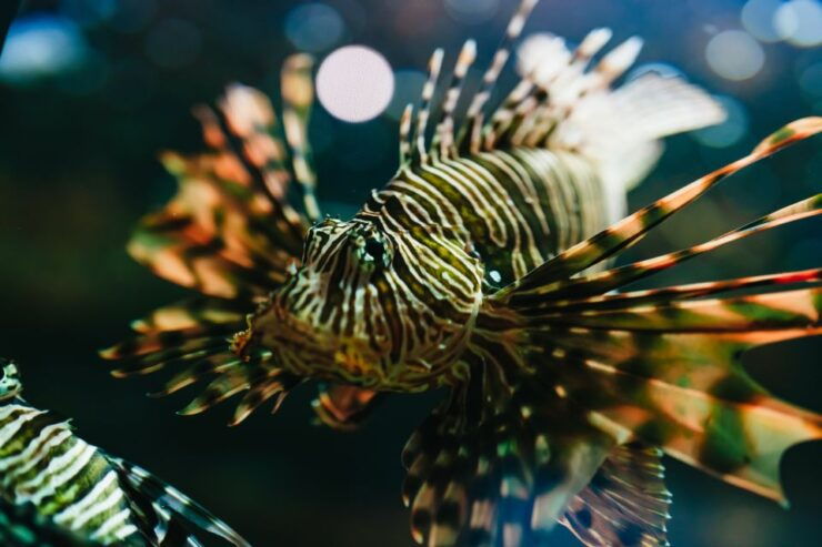 Heraklion Area: CRETAquarium Admission Ticket - Ticket Details