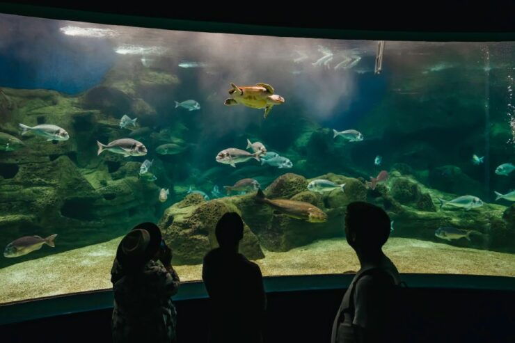 Heraklion Area: CRETAquarium Admission Ticket - Experience Highlights