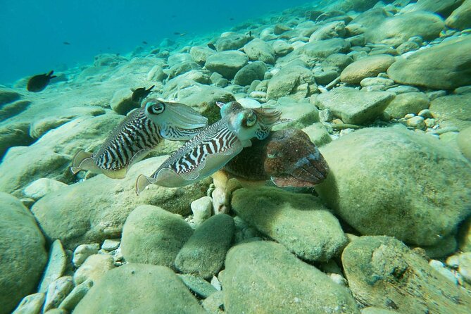 Heraklion: Beginner-Friendly Snorkeling Trip - Additional Information and Contact Details