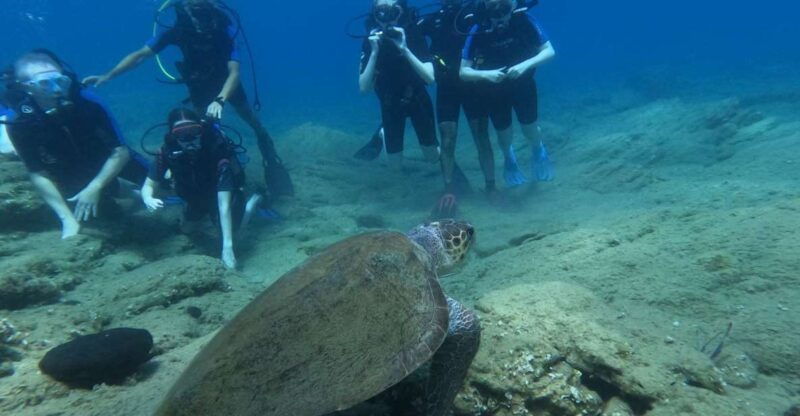 Heraklion: Beginner's intro dive w/2 Dives with transfer. - Is It Worth the Price?