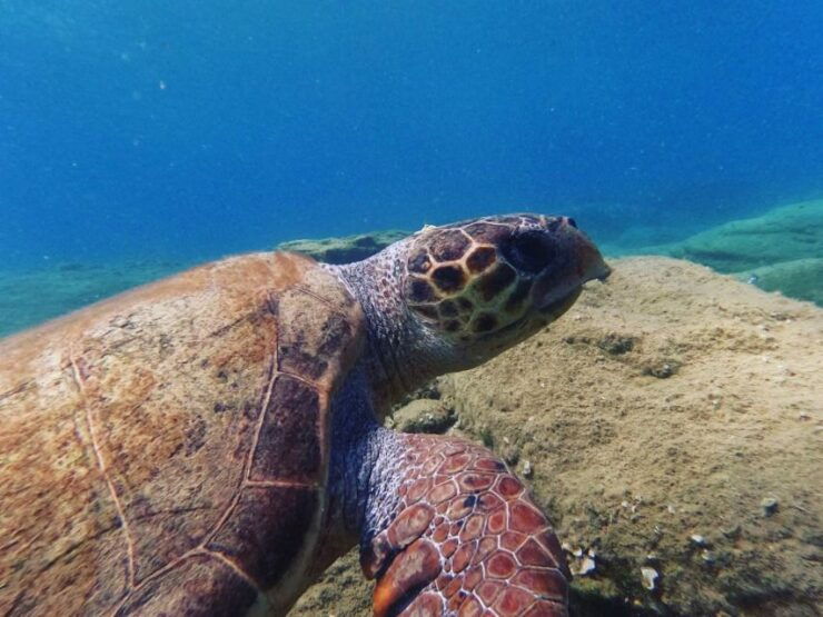 Heraklion: Beginner's Intro Dive W/2 Dives With Transfer. - Instructor Expertise and Support