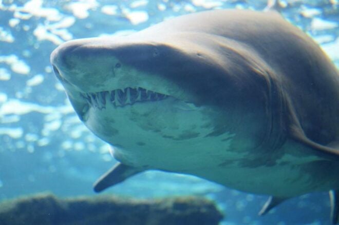 Heraklion City - Market & Cretaquarium Tour From Heraklion - Tour Directions