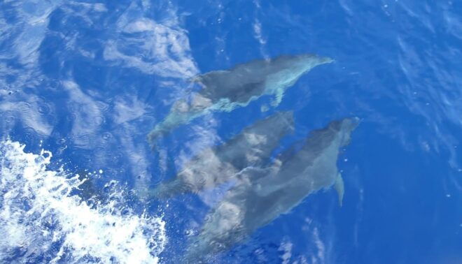 Heraklion: Dia Island Catamaran Cruise With Drinks and Lunch - Onboard Amenities