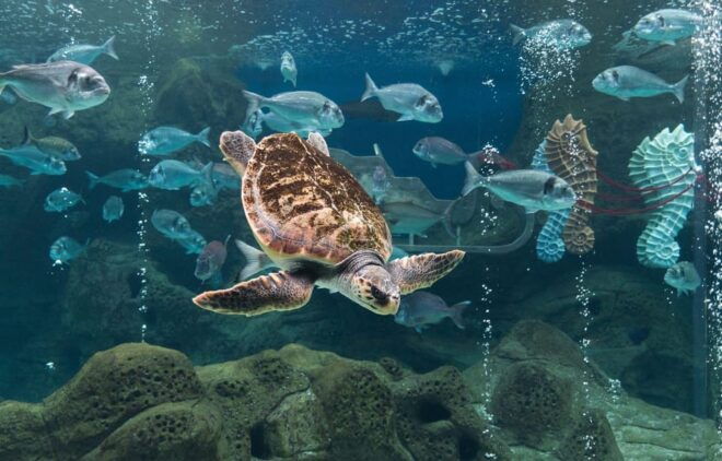 Heraklion: Family Fun Day With Dinosauria and Cretaquarium - CRETAquarium Highlights