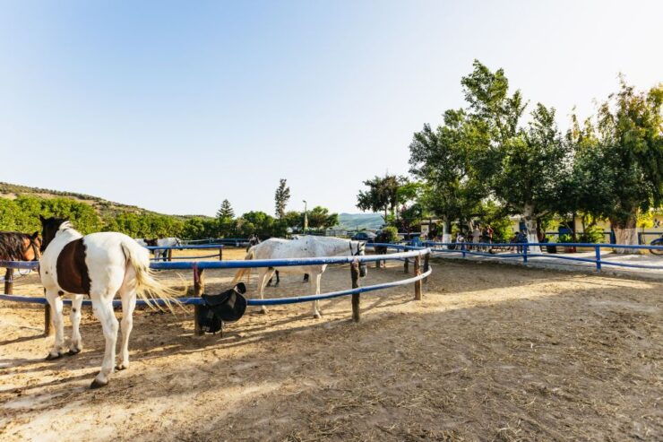 Heraklion: Finikia Horse Riding Day Tour With Lunch - Experience