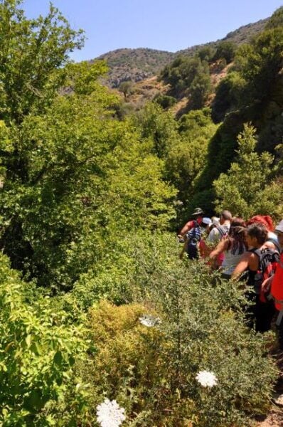 Heraklion: Full Day to Rihti Waterfalls, Mochlos, Azoria - Mohlos Fishing Village and Azoria Ancient Olive Tree