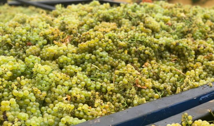 Heraklion: Half Day Small Group Olive Oil & Wine Tour - Activity Details and Availability