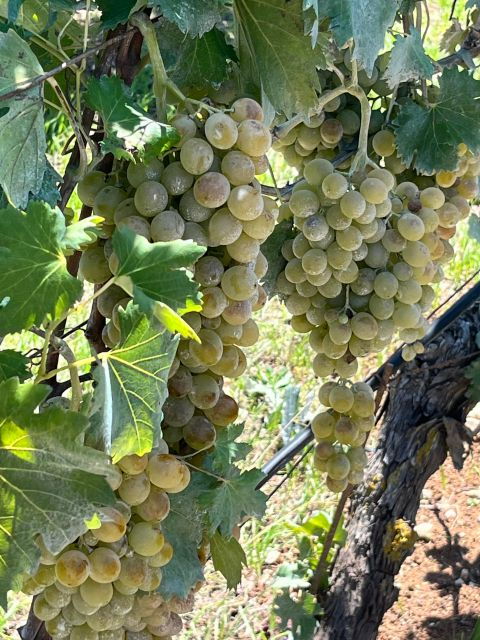 Heraklion: Half Day Small Group Olive Oil & Wine Tour - Olive Oil Experience