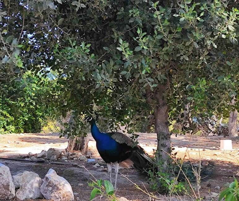 Heraklion Half-Day Tour, Cruise Friendly, Knossos+Top Sights - Good To Know