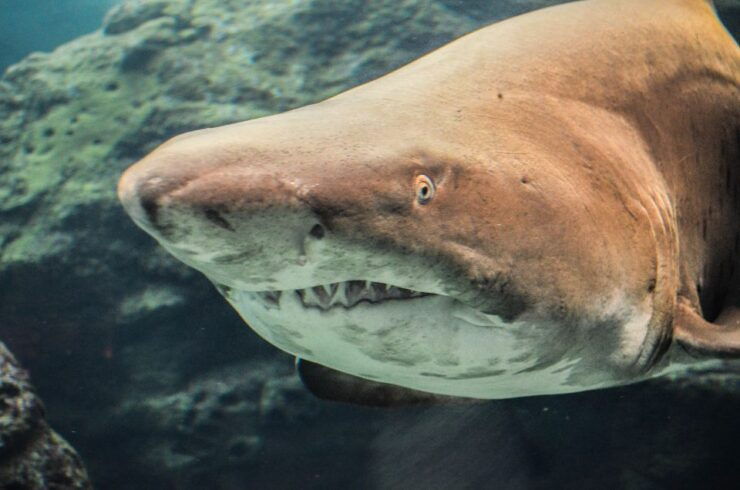 Heraklion Market & Cretaquarium *Skip the Line - Experience Highlights