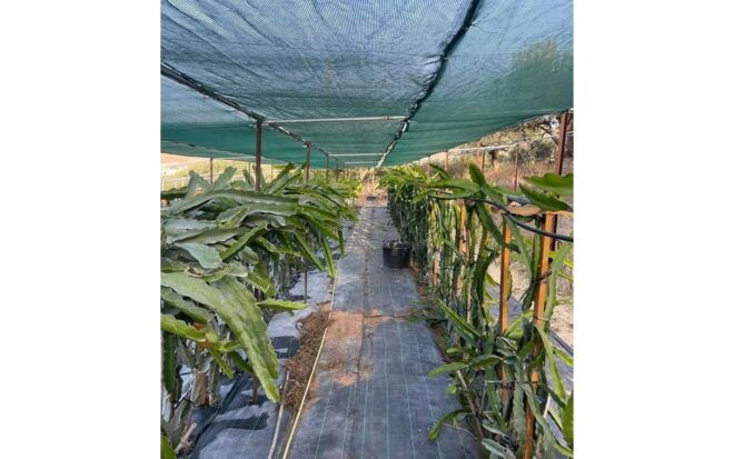 Heraklion :Olive & Dragon Farm Tour & Cretan Farmers Brunch - Cretan Farmers Brunch