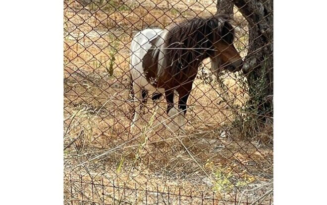 Heraklion :Olive & Dragon Farm Tour & Cretan Farmers Brunch - Menu Details