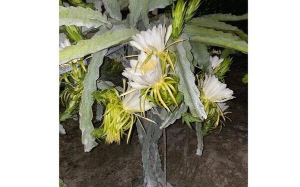 Heraklion :Olive & Dragon Farm Tour & Cretan Farmers Brunch - Important Tour Information