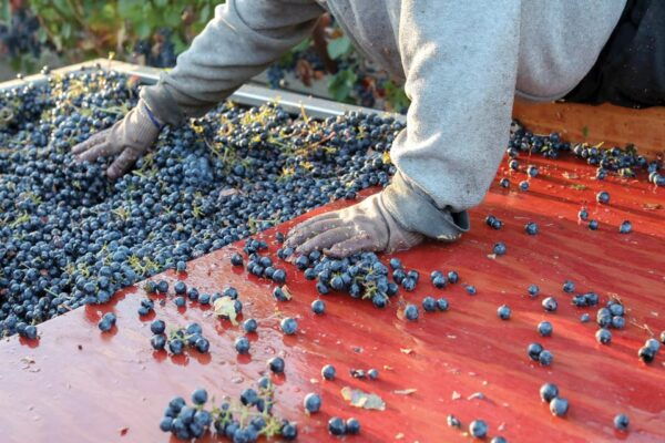 Heraklion: Olive Farm, Winery, and Raki Distillery Tour - Booking Information