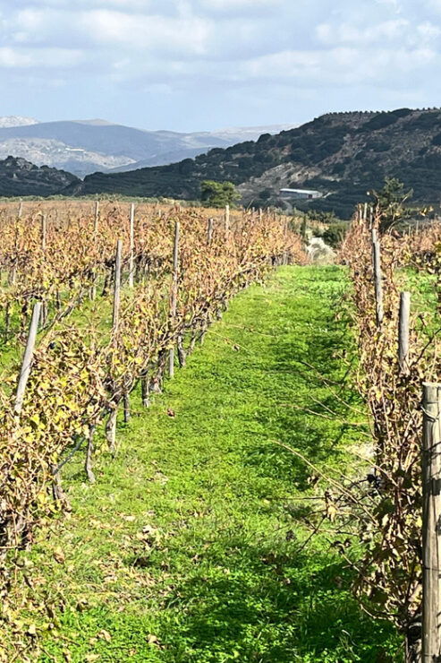 Heraklion: Premium Excursion to Cretes Finest Wineries - Good To Know