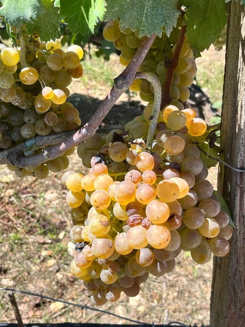 Heraklion: Premium Excursion to Cretes Finest Wineries - Restrictions