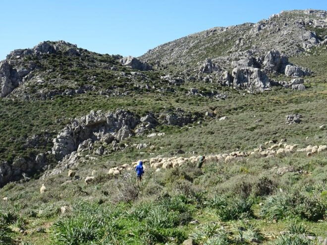 Heraklion: Private Cheesemaking Workshop With a Shepherd - Local Community Engagement