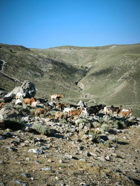 Heraklion: Private Cheesemaking Workshop With a Shepherd - Culinary Delights