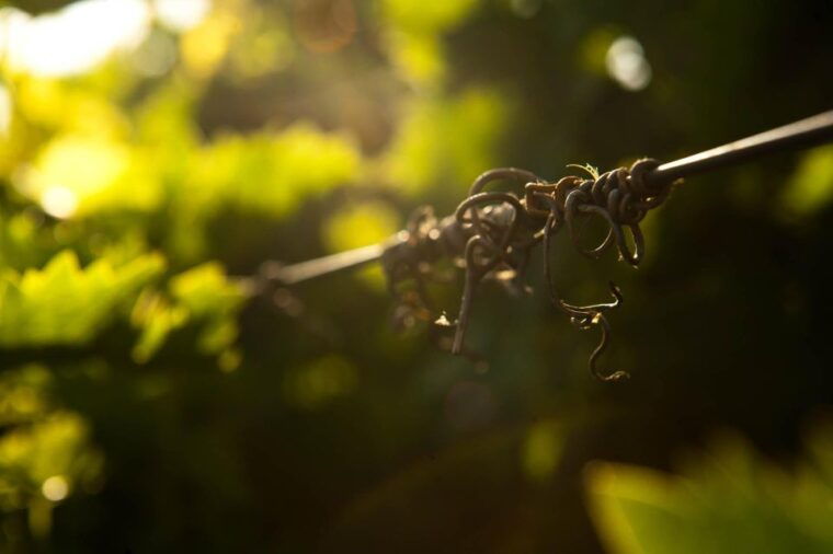 Heraklion: Private Wine tasting & Lunch at Lyrarakis Winery - Pricing and Value