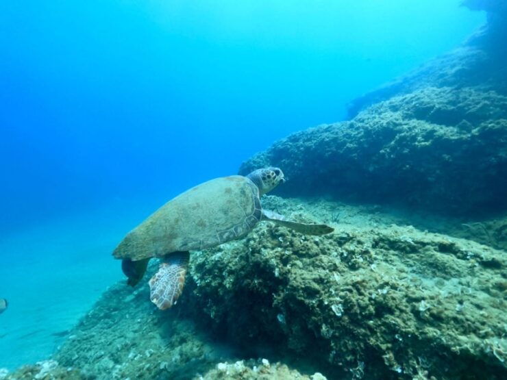 Heraklion: Scuba Diving Experience for First-Timers - Booking Details