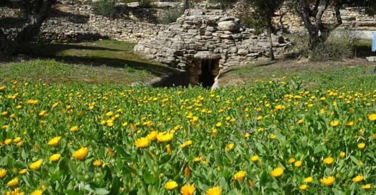 Heraklion: Springtime Plant Walk and Birdwatching in Nature - Good To Know