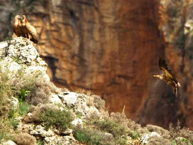 Heraklion: Springtime Plant Walk and Birdwatching in Nature - Meeting Point Instructions