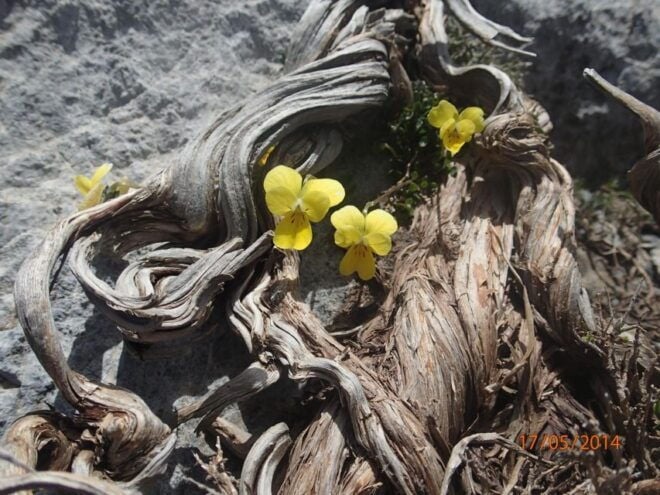 Heraklion: Springtime Plant Walk and Birdwatching in Nature - Nature Walk Highlights