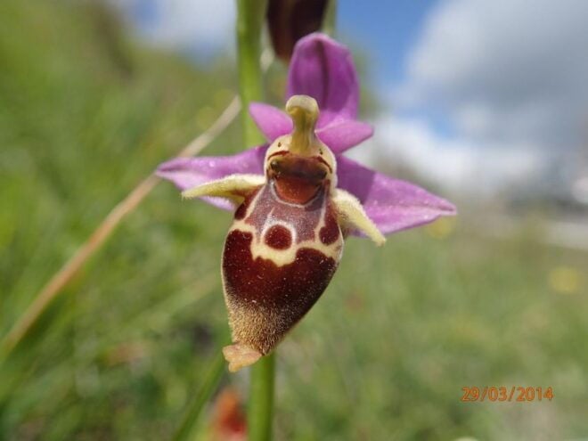 Heraklion: Springtime Plant Walk and Birdwatching in Nature - Frequently Asked Questions