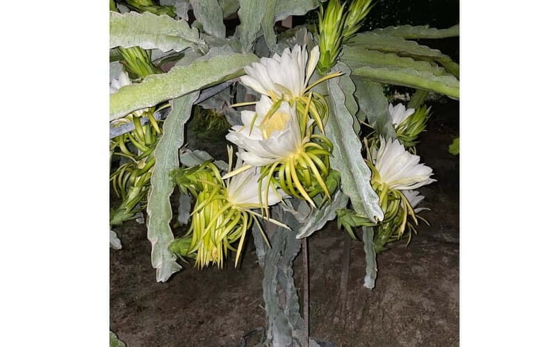 Heraklion: Sunset BBQ in the Olive Grove - Discovering the Olive Grove and Dragon Fruit Farm